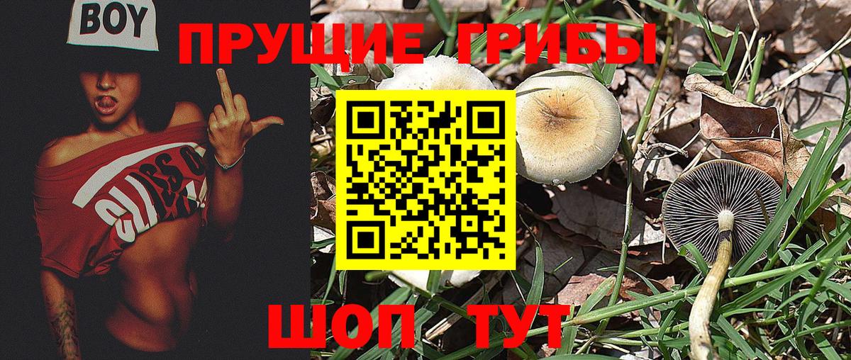 Галлюциногенные грибы Cubensis  Вход с VPN  Коммунар  Псилоцибиновые грибы MAGIC MUSHROOMS 