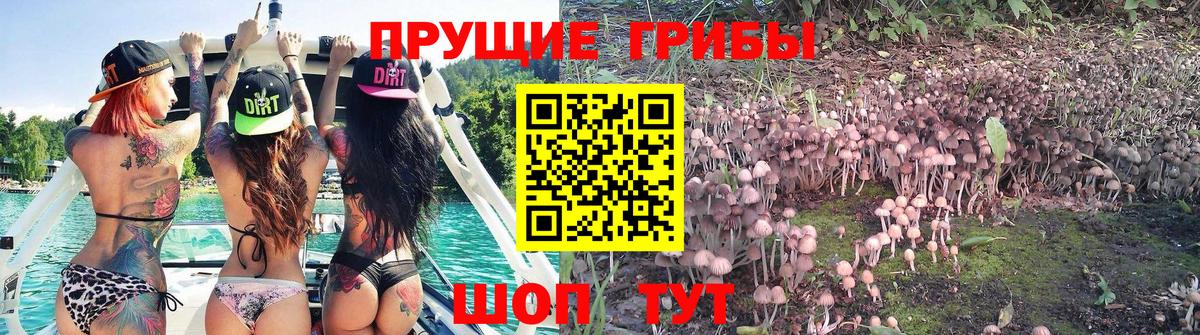 Галлюциногенные грибы Psilocybine cubensis Коммунар